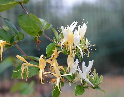 honeysuckle variety , grow