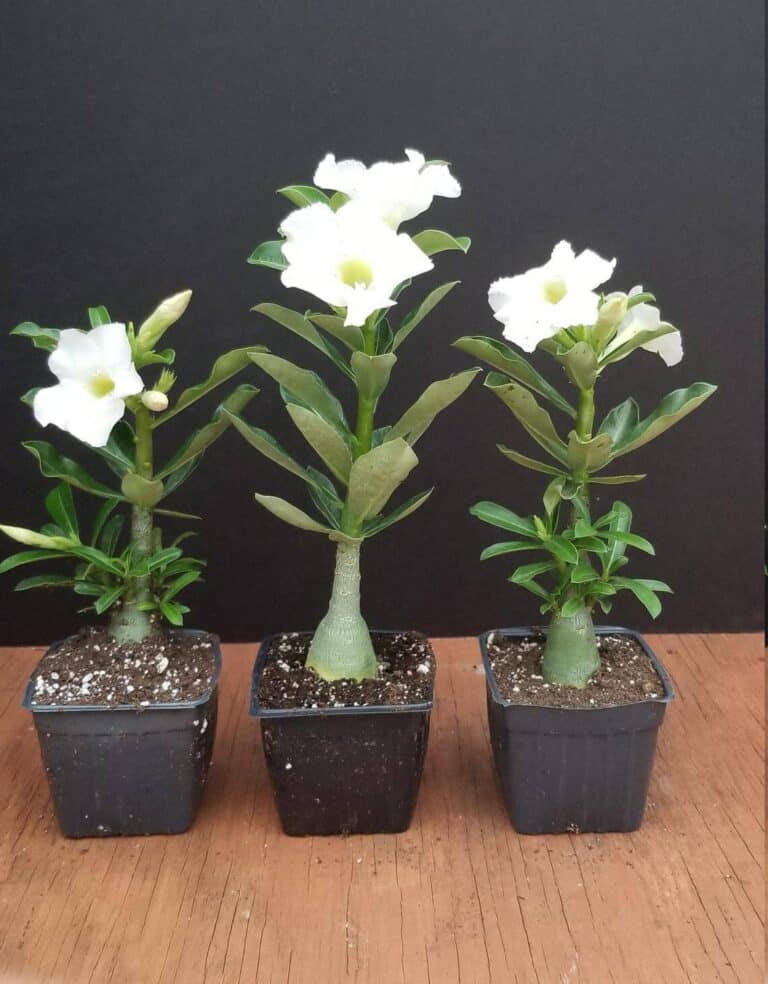 White Desert Rose (Adenium Obesum) Live Plant For Sale, Care