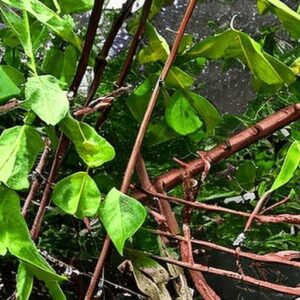 Honeysuckle Problems - Why Dying, Pests And Diseases(Fix)