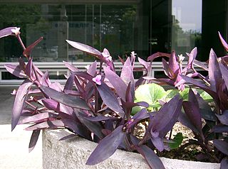 Tradescantia pallida