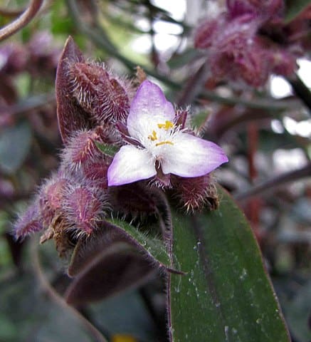 Tradescantia blossfeldiana