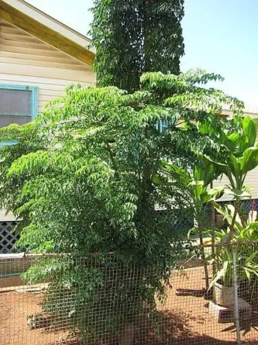 china doll plants outside