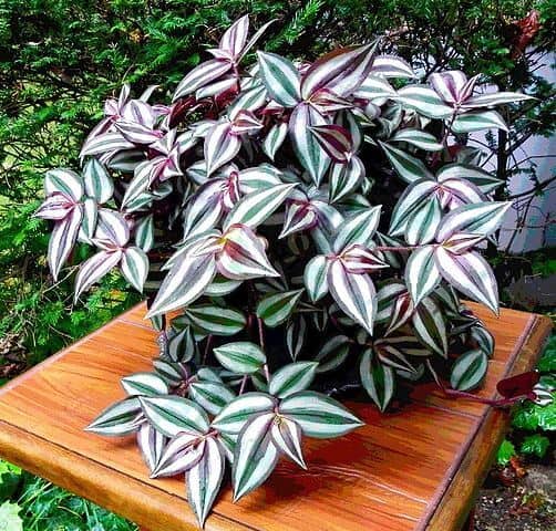 How to Propagate wandering jew plant
