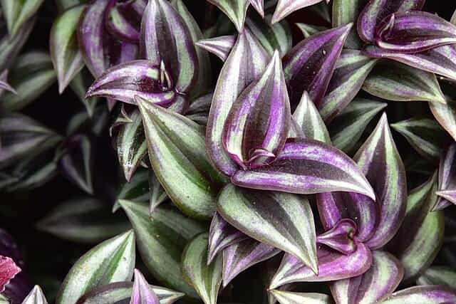 Wandering Jew Plant Propagation