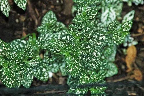 polka dot plant propagation