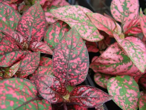 Decoding Polka Dot Plant Leaf Curling: Causes and Solutions