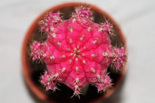 Moon Cactus gymnocalycium mihanovichii
