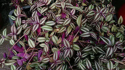 Wandering Jew Toxic To Cats Dogs Symptoms Prevention