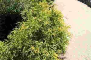 Gold Mop Cypress Pruning