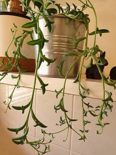 string of dolphins propagation Senecio Peregrinus