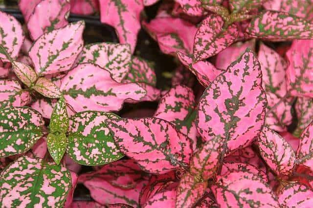 pink polka dot plant