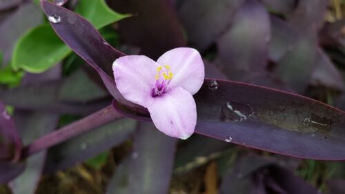 Wandering Jew Plant Outdoors