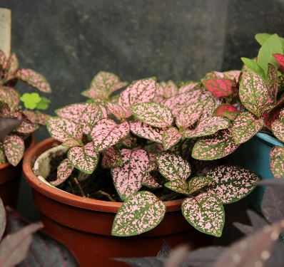 How to Grow Polka Dot Plants From Cuttings