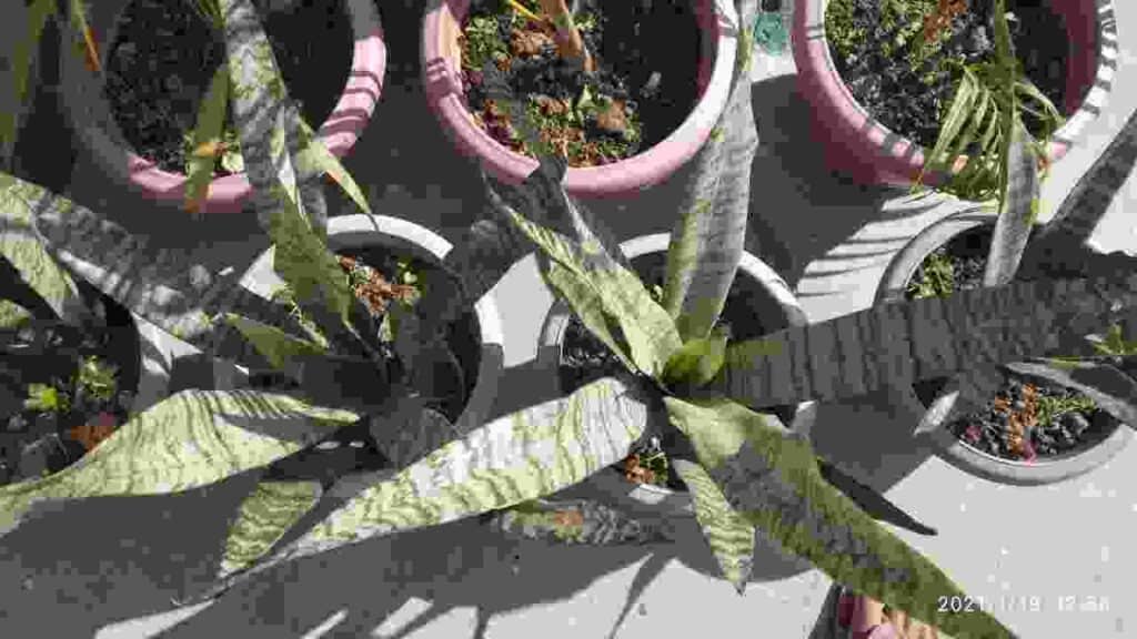 Snake Plant Flower Meaning Spiritual Benefits, Feng Shui, What Does It