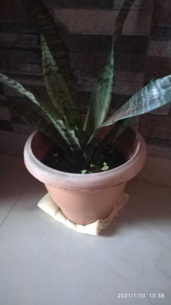 Why Is My Snake Plant Dying? - How to Fix(All Problems ...