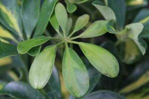 Schefflera Plant Propagation