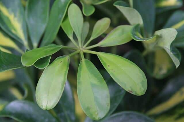 Schefflera Plant Propagation