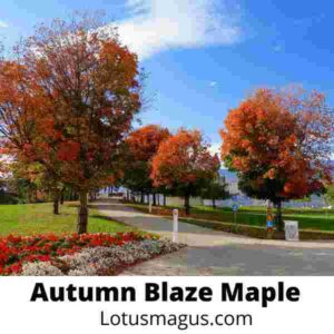 How long does it take for an autumn blaze maple to grow?