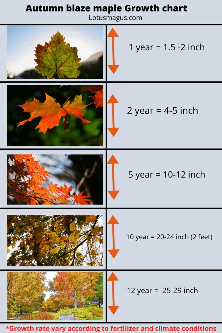 Autumn Blaze Maple Growth Chart (How Tall, Fast It Grow?)