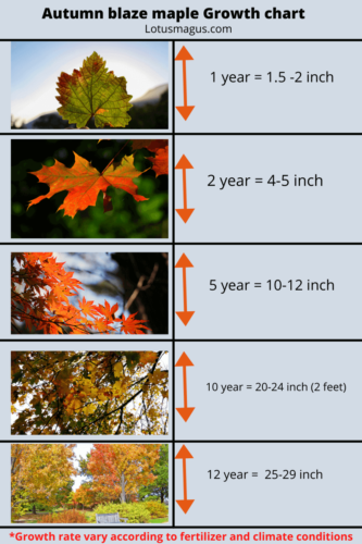 Autumn Blaze Maple Growth Chart