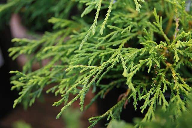 Dwarf Gold Mop Cypress