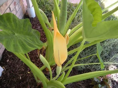 alocasia colocasia Elephant Ear Plant Broken Stem