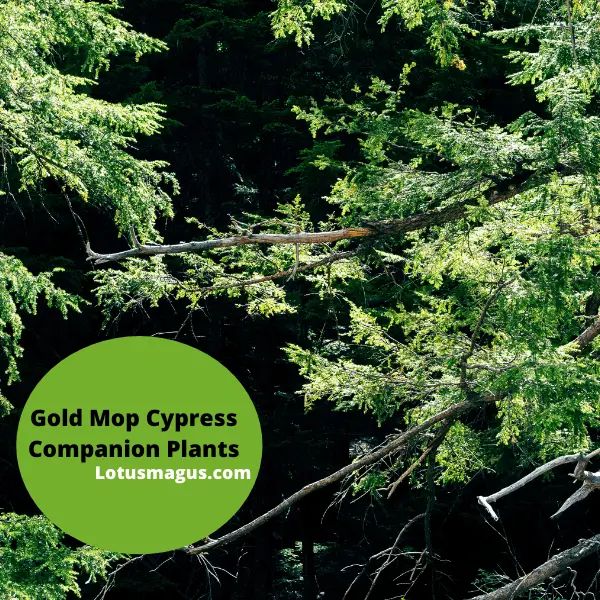 Gold Mop Cypress Companion Plants