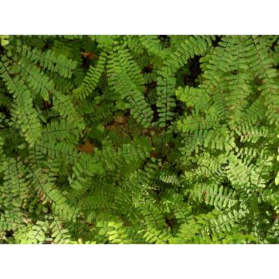 Maidenhair fern (Adiantum pedatum)