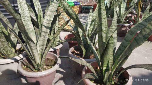 snake-plant-spiritual-meaning-symbolism-benefits-lucky-plants-2021