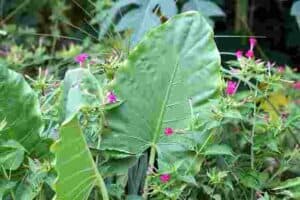 Colocasia elephant ear plant