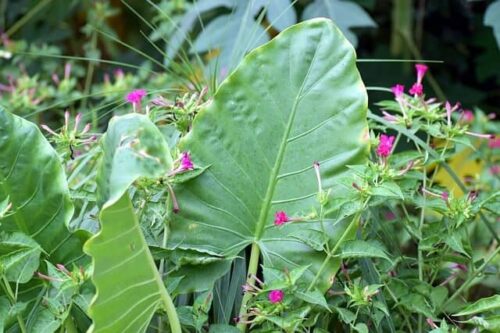 Colocasia elephant ear plant