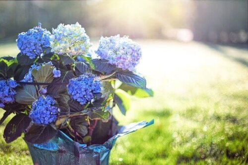 Hydrangea meaning