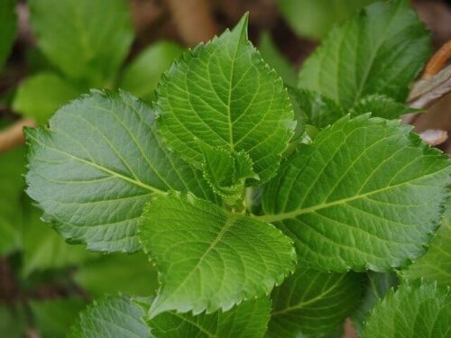 Hydrangea Leaves Turning Yellow