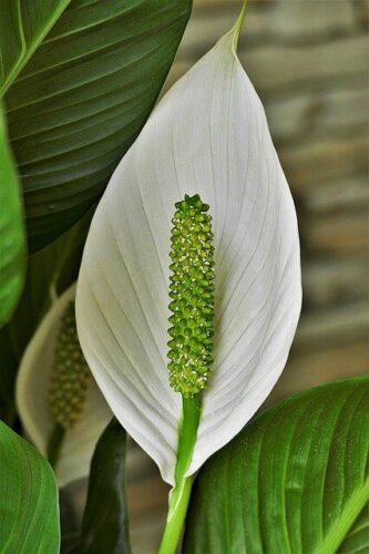 Best Potting Soil for Peace lily