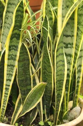 Snake Plant Benefits in Bedroom