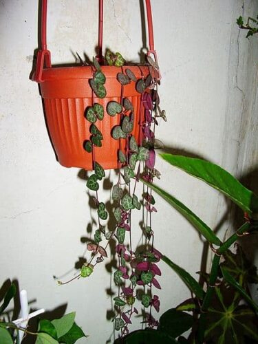 string of hearts plant seeds