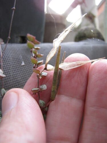 String of Hearts Seed Pods - (White Feather Propagation GUIDE)