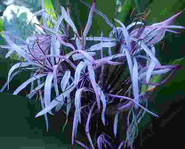 Spider Lily Meaning Red Blue Golden White Symbolism