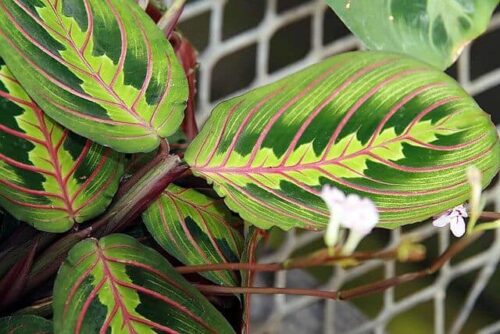 prayer plant leaf problems