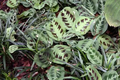 Prayer plant leaves curling up