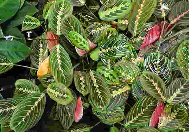 Prayer Plant Brown Tips Prayer Plant Brown Tips - 10 Causes & How to Fix It