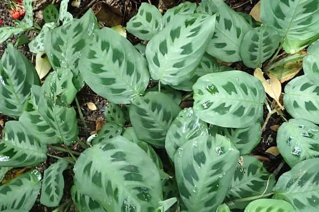 Best Are Prayer Plants Poisonous To Cats for Small Space