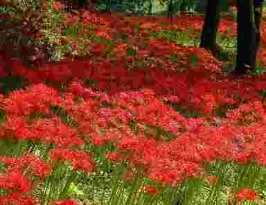higanbana red japanese flower