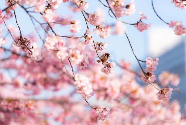 What Does Cherry Blossom Symbolize In Japan