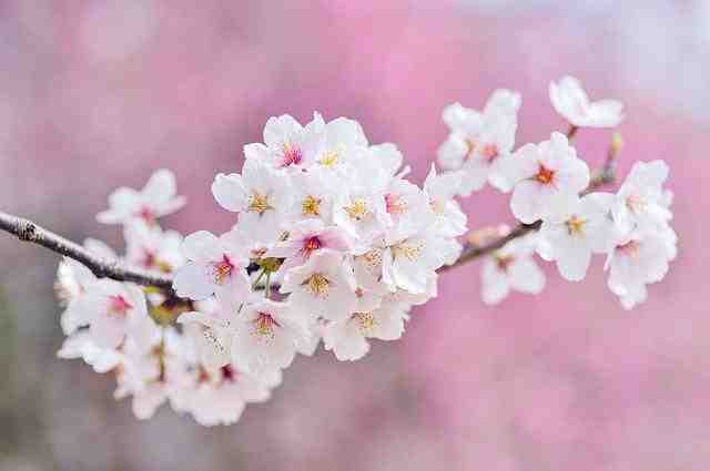 Cherry blossom symbol