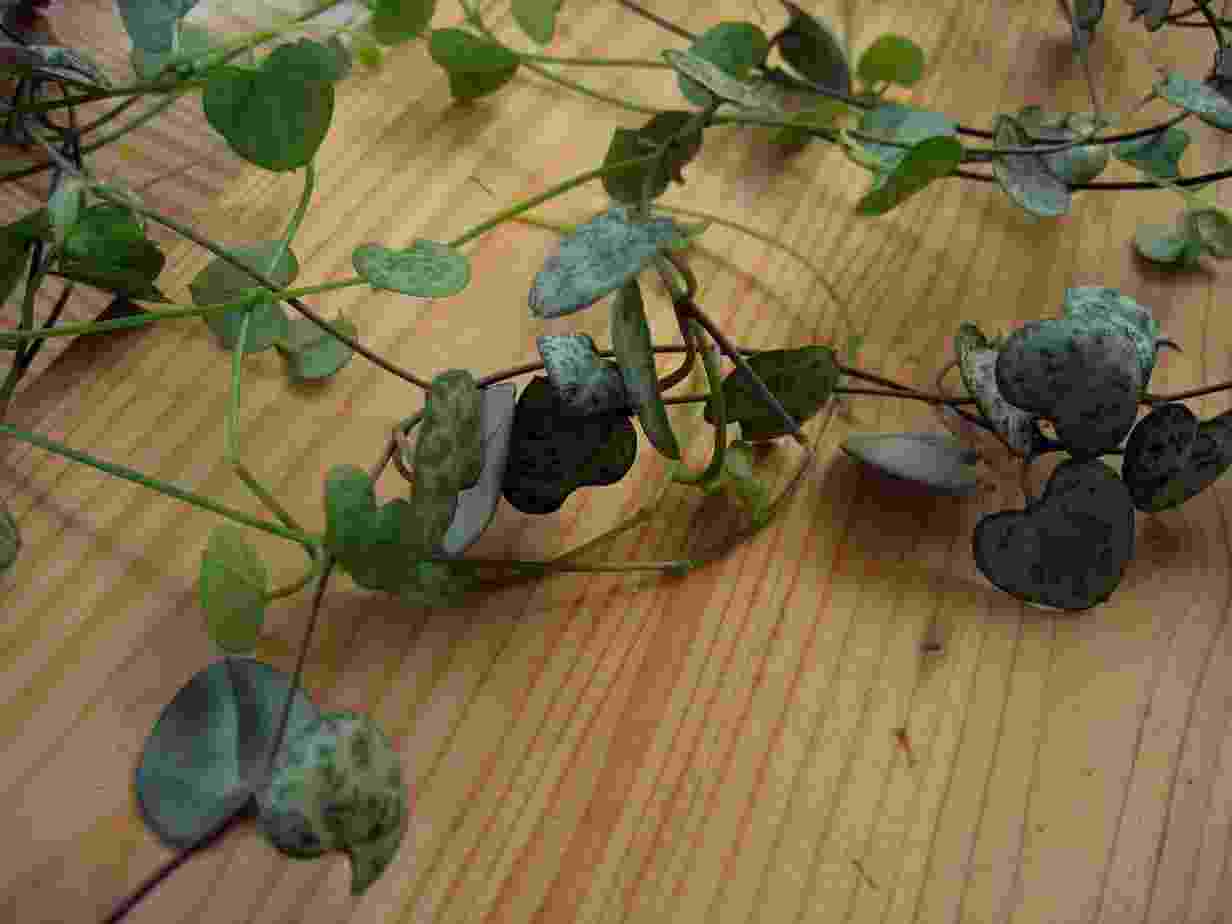 How to Care For String of Hearts Soil, propagation,Tuber,Problems