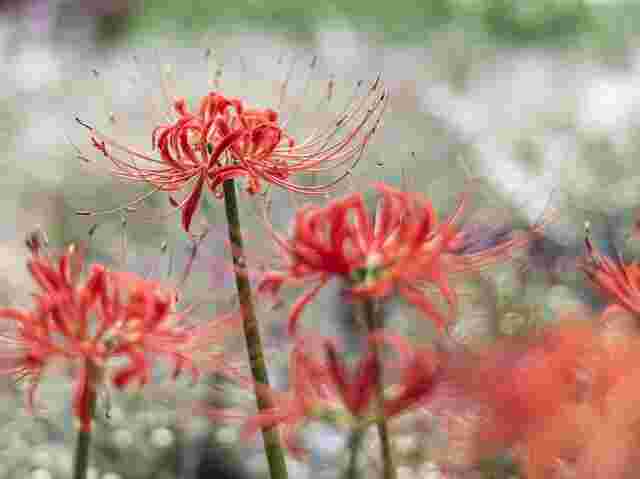 Spider Lily Meaning Red Blue Golden White Symbolism