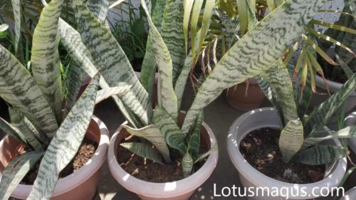 How do you get rid of spider mites on snake plants?