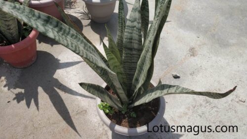 Snake Plant Spider Mites