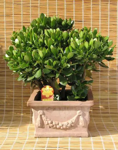 Jade Plant Leaves Falling Off (9 Most Common Reasons With Fix)